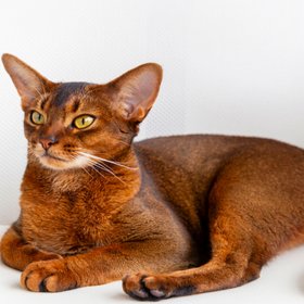 Кот из России признан самым красивым в мире