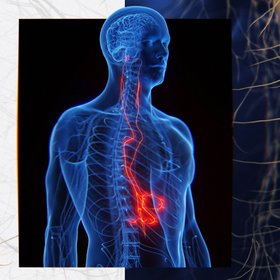 Что такое блуждающий нерв и как он влияет на вес, стресс и сон