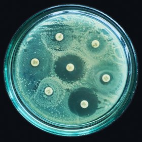 Правда ли, что антибиотики перестанут работать к 2050 году