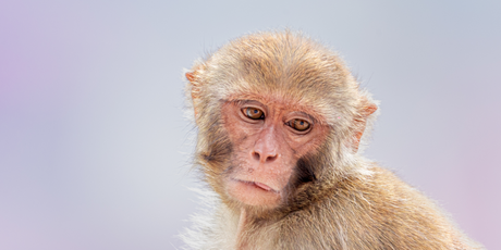 Детенышу макаки Панчу, которого бросила мать, подарили пожизненный запас плюшевых обезьян от IKEA для объятий