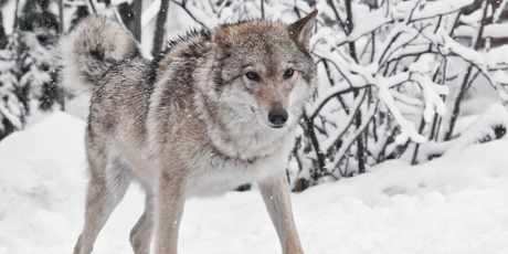 Ученые воскресили «лютоволков», которые вымерли около 12 тысяч лет назад