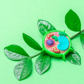 Американские ученые нашли способ восстанавливать стареющие и поврежденные клетки