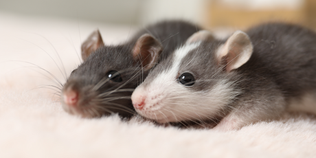 Японские ученые клонировали мышь, затем клонировали ее клона, после — клона ее клона и так 58 раз