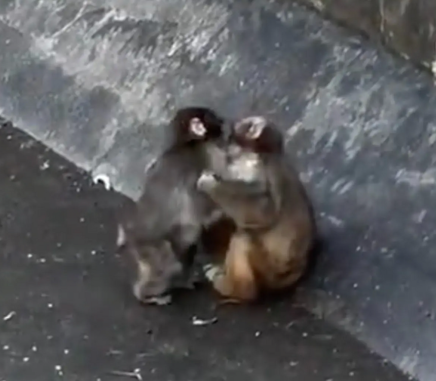 две обезьяны Панч и Момо