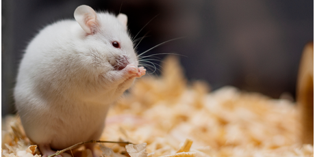 Ученые отредактировали гены мышей так, что их печень сама начала вырабатывать препарат, похожий на оземпик