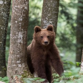 Россиянин подрался с медведем и смог от него отбиться