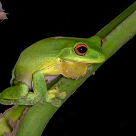 Бактерии из кишечника лягушки уничтожают раковые опухоли у мышей после первого введения