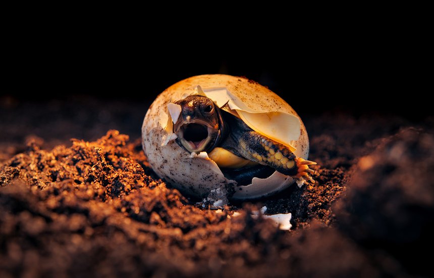 Черепаха вылупляется из яйца. Спасение черепах