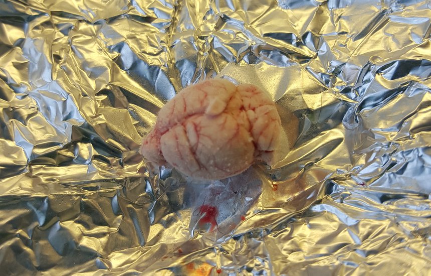 Личный архив Дарьи Свистуновой