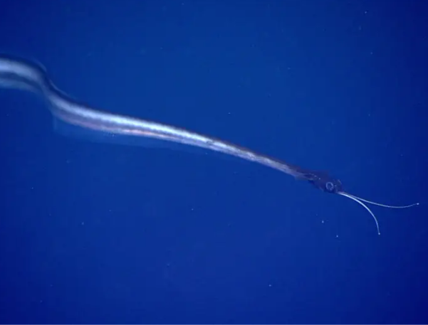 NOAA Office of Ocean Exploration and Research, Gulf of Mexico 2017