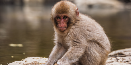 Детеныш макаки Панч стал героем компьютерной игры