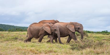 Ученые выяснили, что слоны ориентируются в пространстве благодаря своим уникальным усам на хоботе