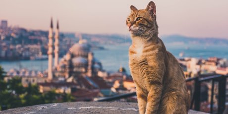 Анкара или Стамбул? Тест: что вы знаете о Турции