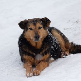 «Додо Пицца» станет pet-friendly после скандала с увольнением сотрудника, который накрыл бездомную собаку фирменным пледом