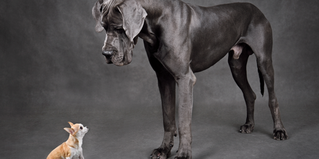 Самая высокая и низкая собаки в мире наконец-то встретились – Книга рекордов Гиннесса