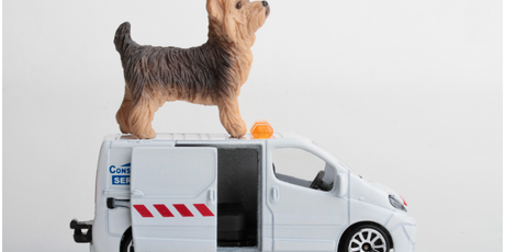 В Госдуме предложили создать скорую для питомцев