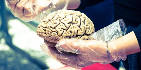 «Биохакинг мозга»: книга о том, как стать спокойнее, умнее и довольнее жизнью