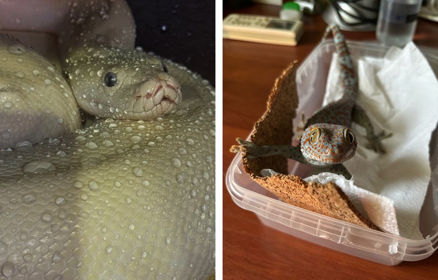 Лана Кин. «Ты же любишь задохликов. Хочешь?»: монолог хозяйки нескольких десятков варанов, рукокрылых и многоножек