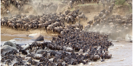 От Конго до полярного круга: стада животных-марионеток бродят по всей планете
