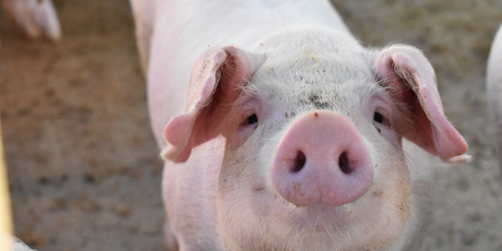 Американский стартап придумал способ получать бекон, не убивая свиней