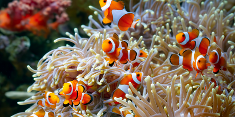 Рыбы-клоуны могут уменьшаться в размерах при повышении температуры
