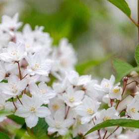 Госдума призывает разрешить аллергикам уходить во внеплановый оплачиваемый отпуск на период цветения
