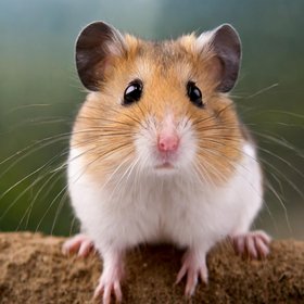 Человек занял седьмое место по моногамности среди млекопитающих