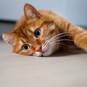 В австралийском поезде задержали кота-безбилетника