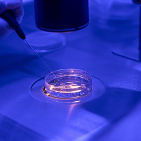 Китайские ученые вырастили бьющееся сердце с клетками человека в эмбрионе свиньи