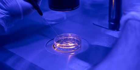 Китайские ученые вырастили бьющееся сердце с клетками человека в эмбрионе свиньи