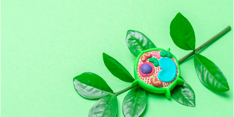 Американские ученые нашли способ восстанавливать стареющие и поврежденные клетки