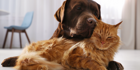 В России готовят законопроект, согласно которому нужно будет получить специальное разрешение, чтобы завести домашнего питомца