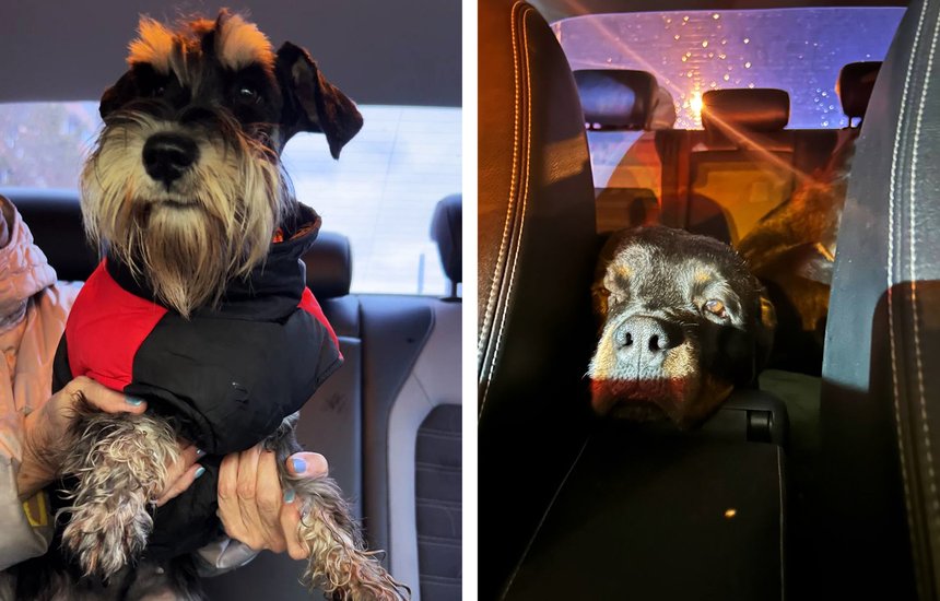 Настя Магеря. Кинолог. Зоотакси. Собаки в машине