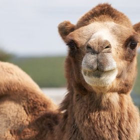 20 верблюдиц дисквалифицировали с конкурса красоты за использование ботокса и других косметических процедур