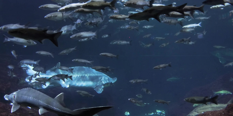 Вампиры, гоблины, химеры: опубликован топ-15 самых страшных глубоководных обитателей, существующих в природе