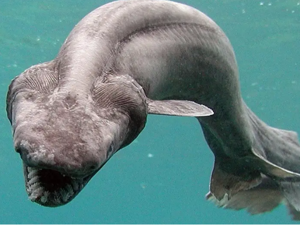 Awashima Marine Park/Getty Images