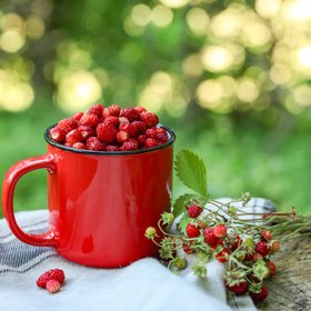 73 950 рублей — столько стоит трехлитровая банка сублимированной земляники в Шереметьево