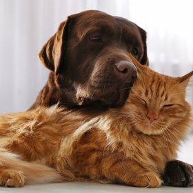 В России готовят законопроект, согласно которому нужно будет получить специальное разрешение, чтобы завести домашнего питомца