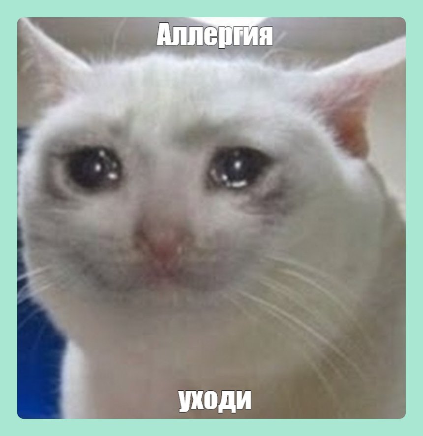 17 мемов про весеннюю аллергию – для всех, кто устал чихать и кашлять от пыльцы