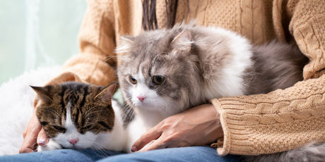 Госдума планирует сделать обязательным чипирование и постановку на учет домашних животных