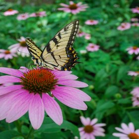Китайские ученые внедрили гены светлячков в растения, и теперь они светятся в темноте