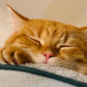 Вин Дизель, Скипидар, Релакс: ветеринары назвали самые необычные клички кошек в 2026 году