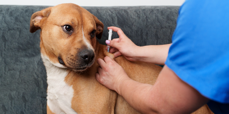 Программист из Австралии создал вакцину от рака с помощью ChatGPT и спас свою собаку