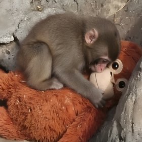 У детеныша макаки Панча появилась подружка