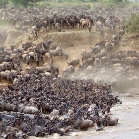 От Конго до полярного круга: стада животных-марионеток бродят по всей планете
