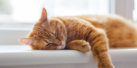 Ученые выяснили, почему рыжие кошки рыжие