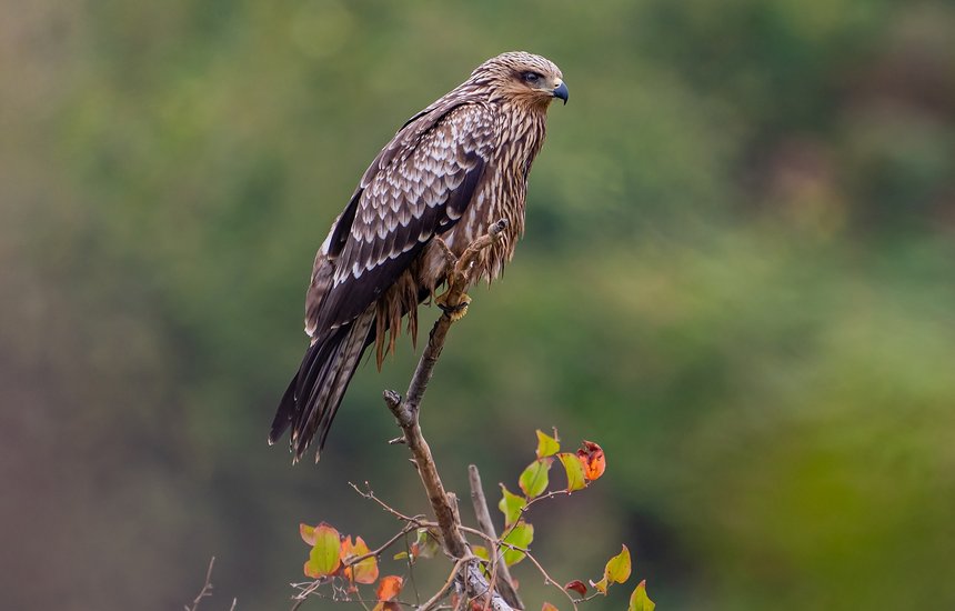 Черный коршун. Как начать заниматься бердвотчингом