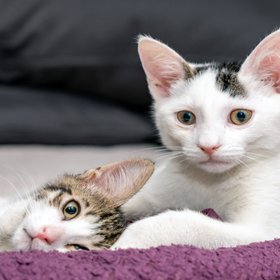 В Турции мужчина после развода будет платить алименты на содержание котов