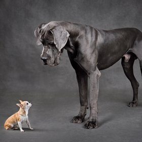 Самая высокая и низкая собаки в мире наконец-то встретились – Книга рекордов Гиннесса