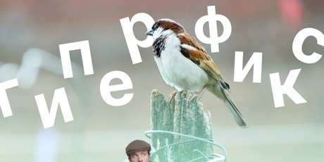 «Я зациклилась на воробьях – отпустило только через 3 дня»: что такое гиперфиксация